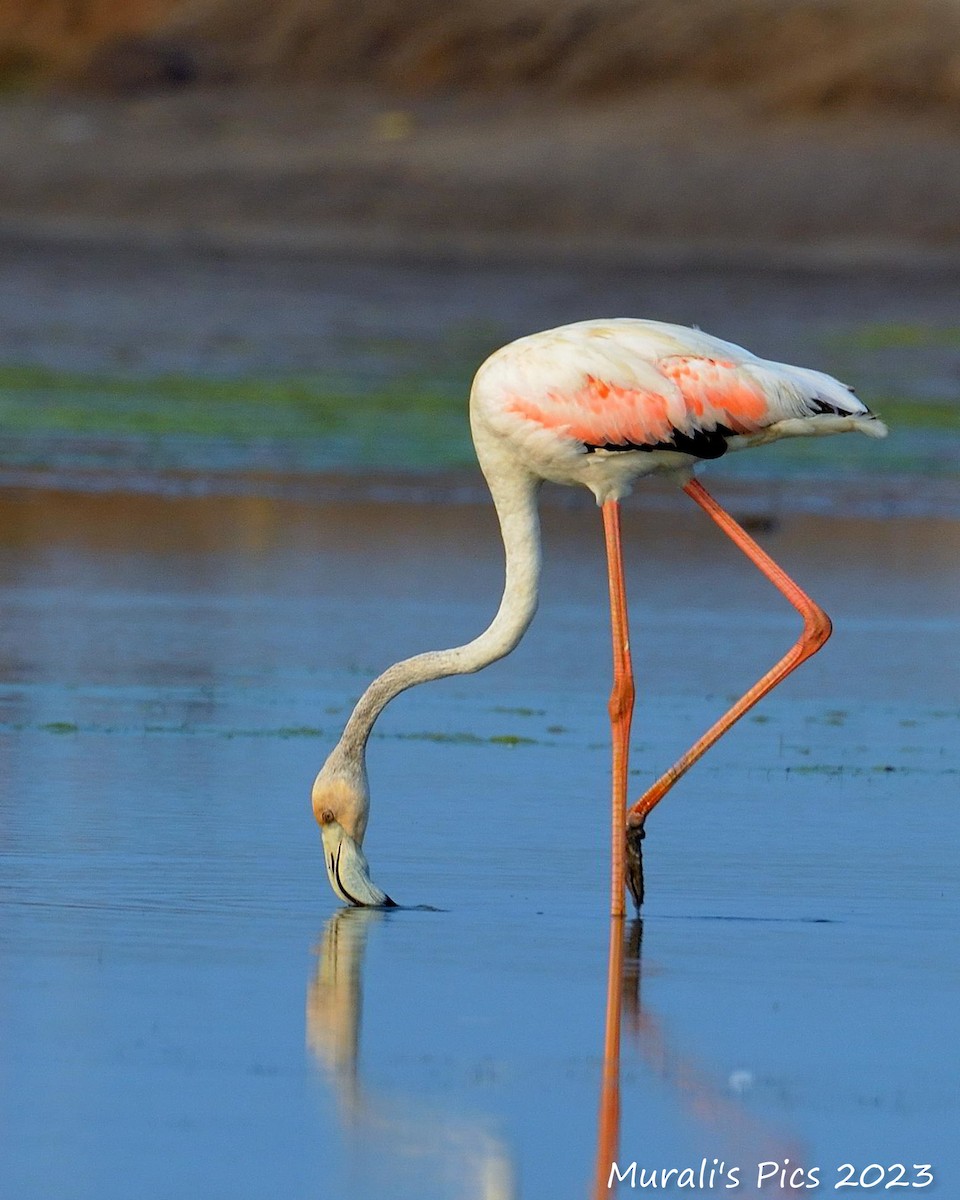 Lesser Flamingo - Murali Rajagopalan