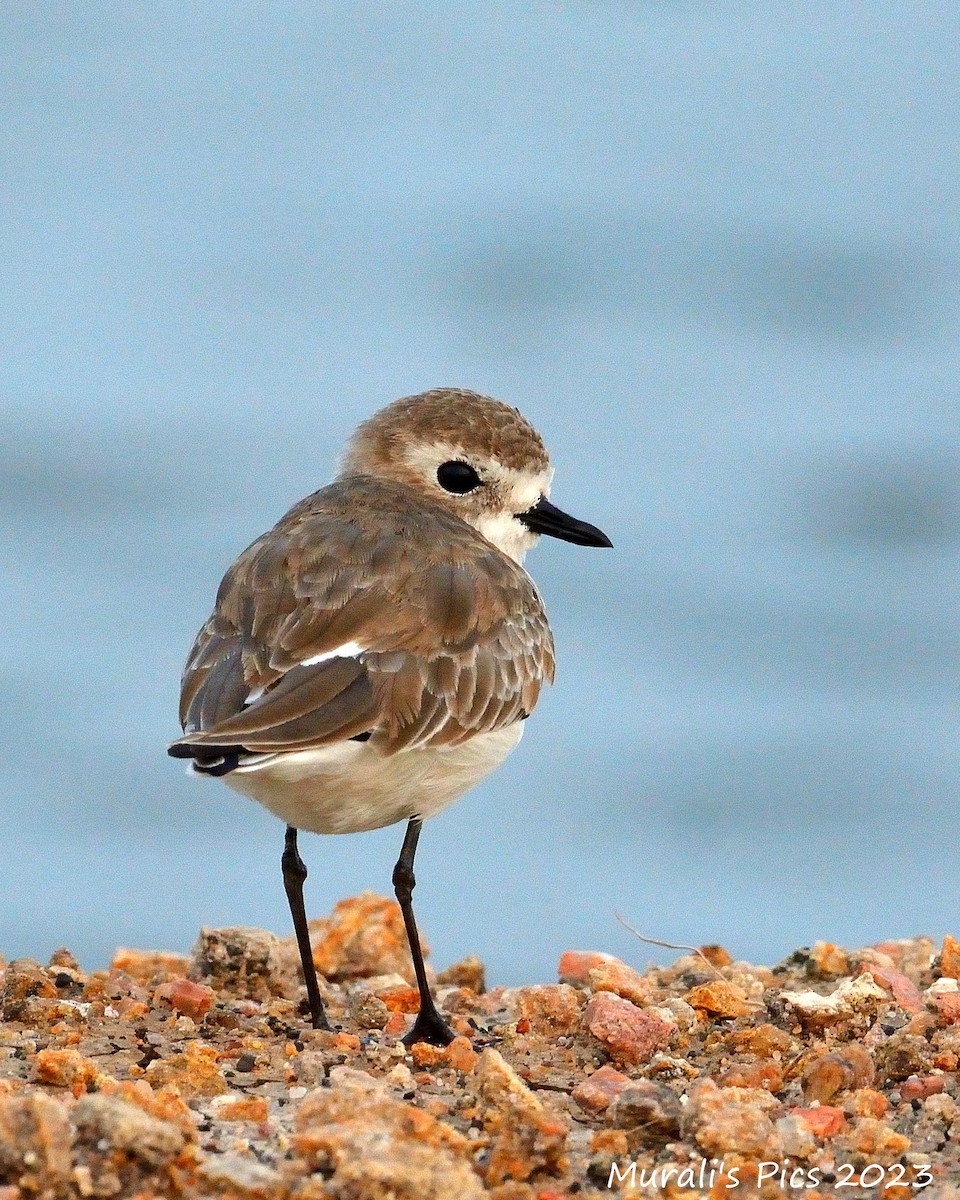 small plover sp. - ML617606432