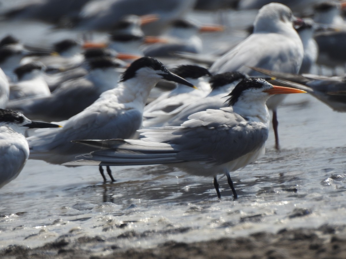 Lesser Crested Tern - Francis D'Souza