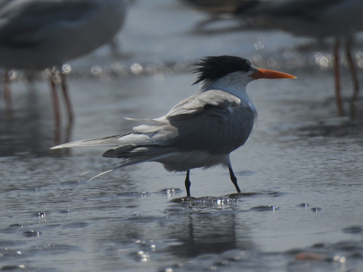 Lesser Crested Tern - Francis D'Souza