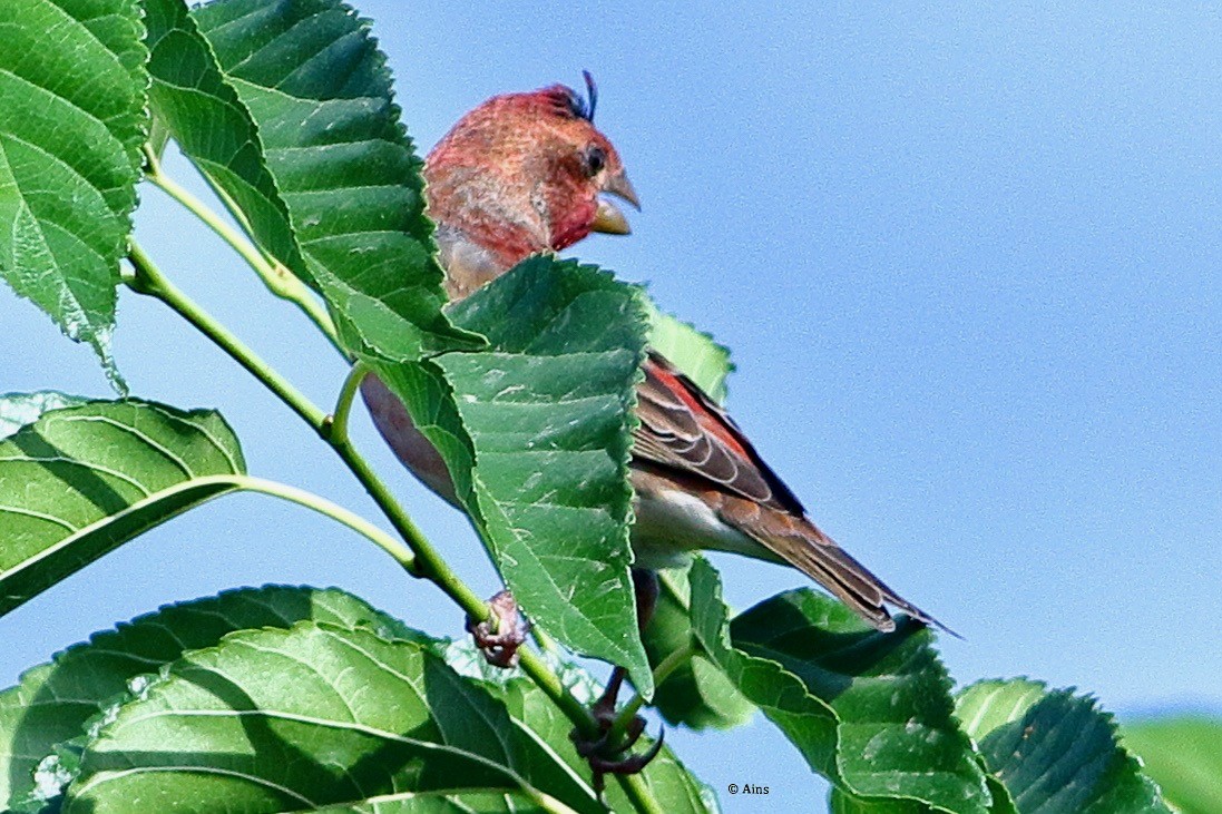 Common Rosefinch - Ains Priestman
