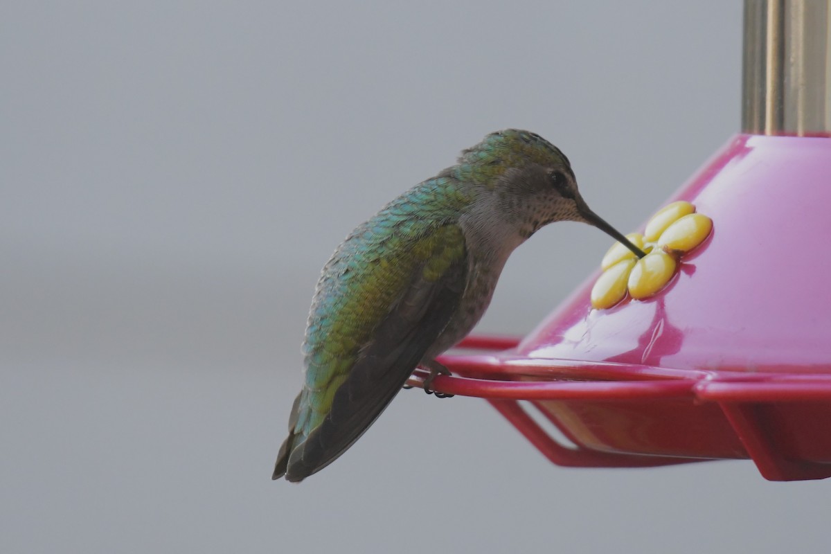 Anna's Hummingbird - Kelly Kirkpatrick