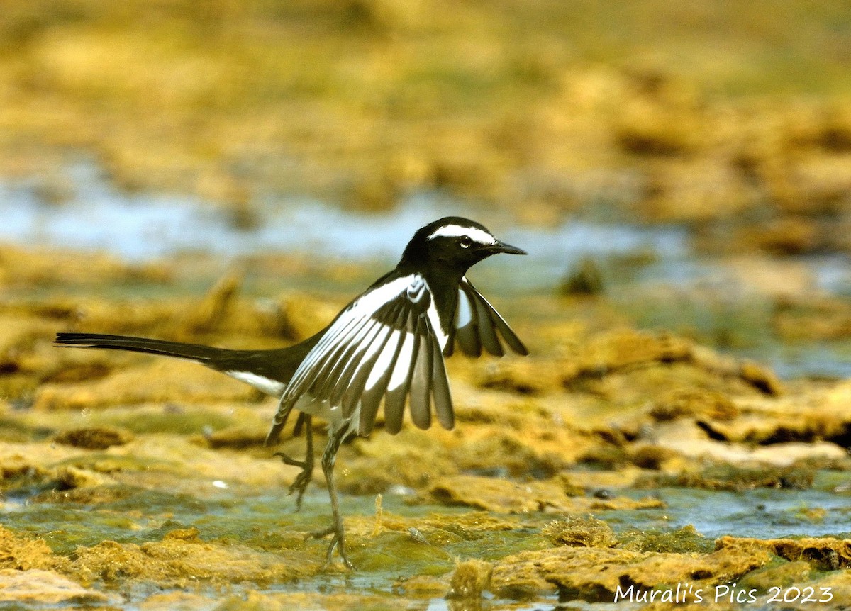White-browed Wagtail - ML617606614