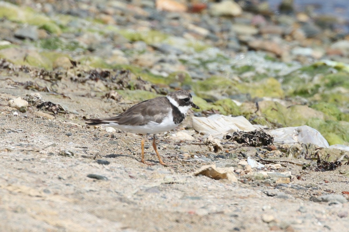 Common Ringed Plover - ML617606627