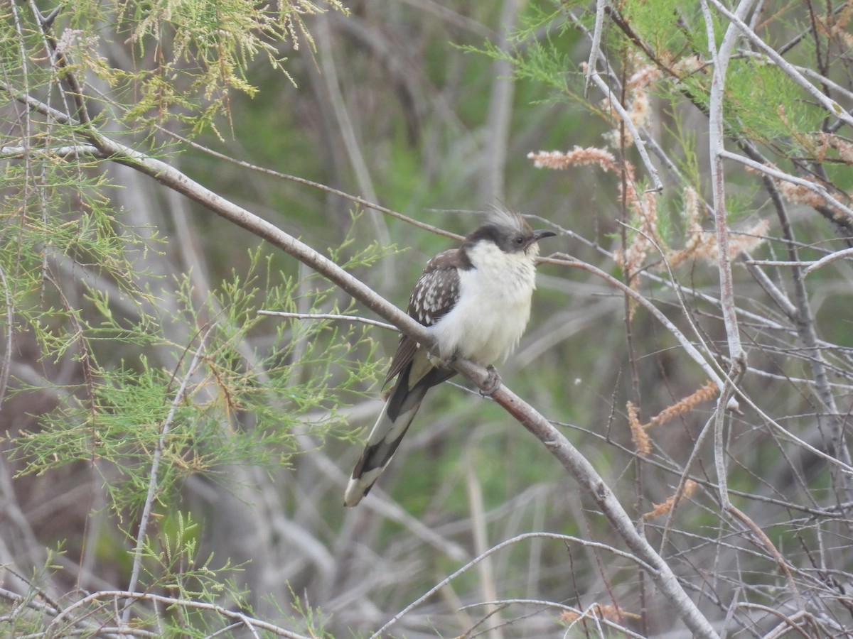 Great Spotted Cuckoo - ML617606637