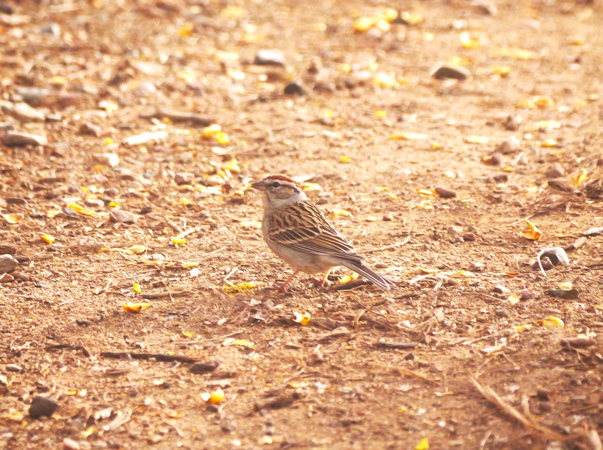 Chipping Sparrow - ML617606646