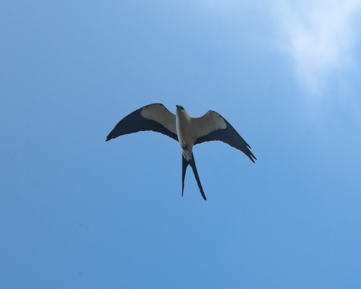 Swallow-tailed Kite - ML617606685