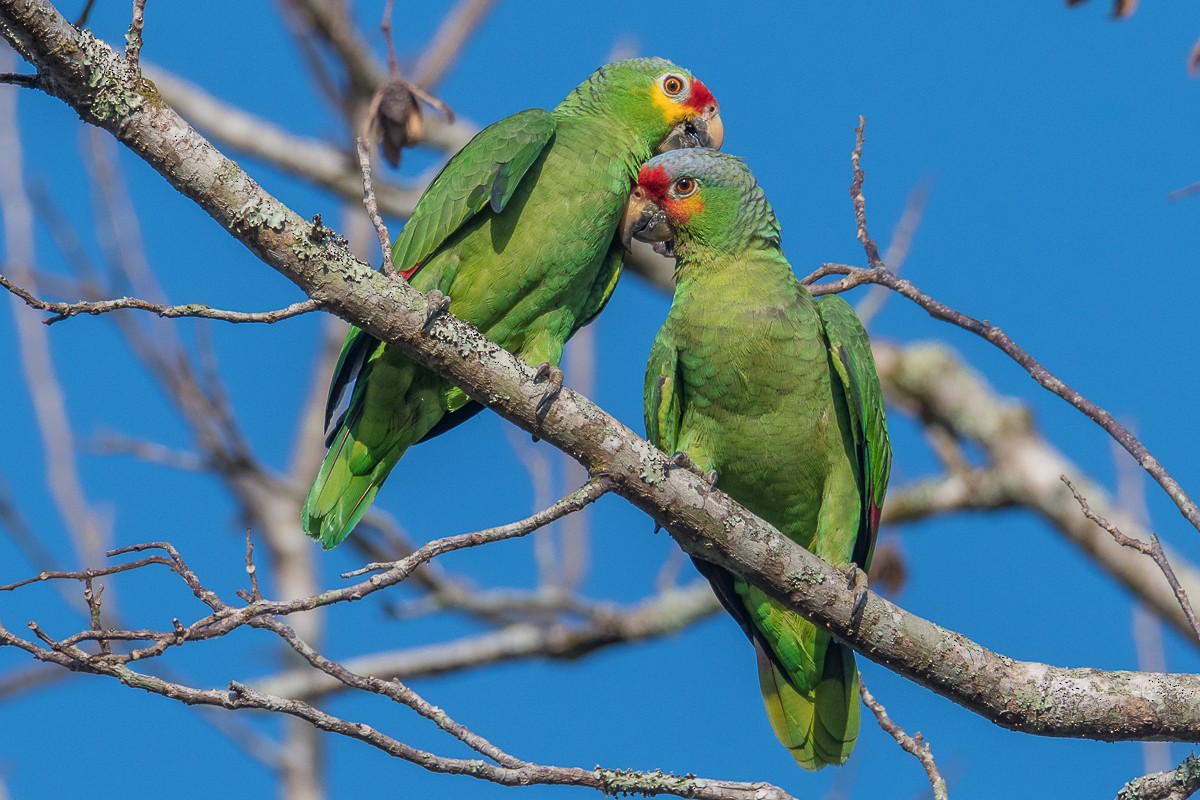 Red-lored Parrot - ML617606688