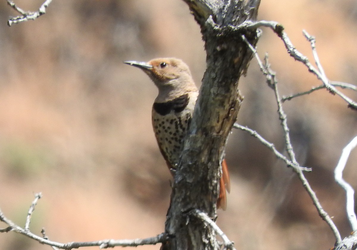 Northern Flicker (Red-shafted) - ML61760671