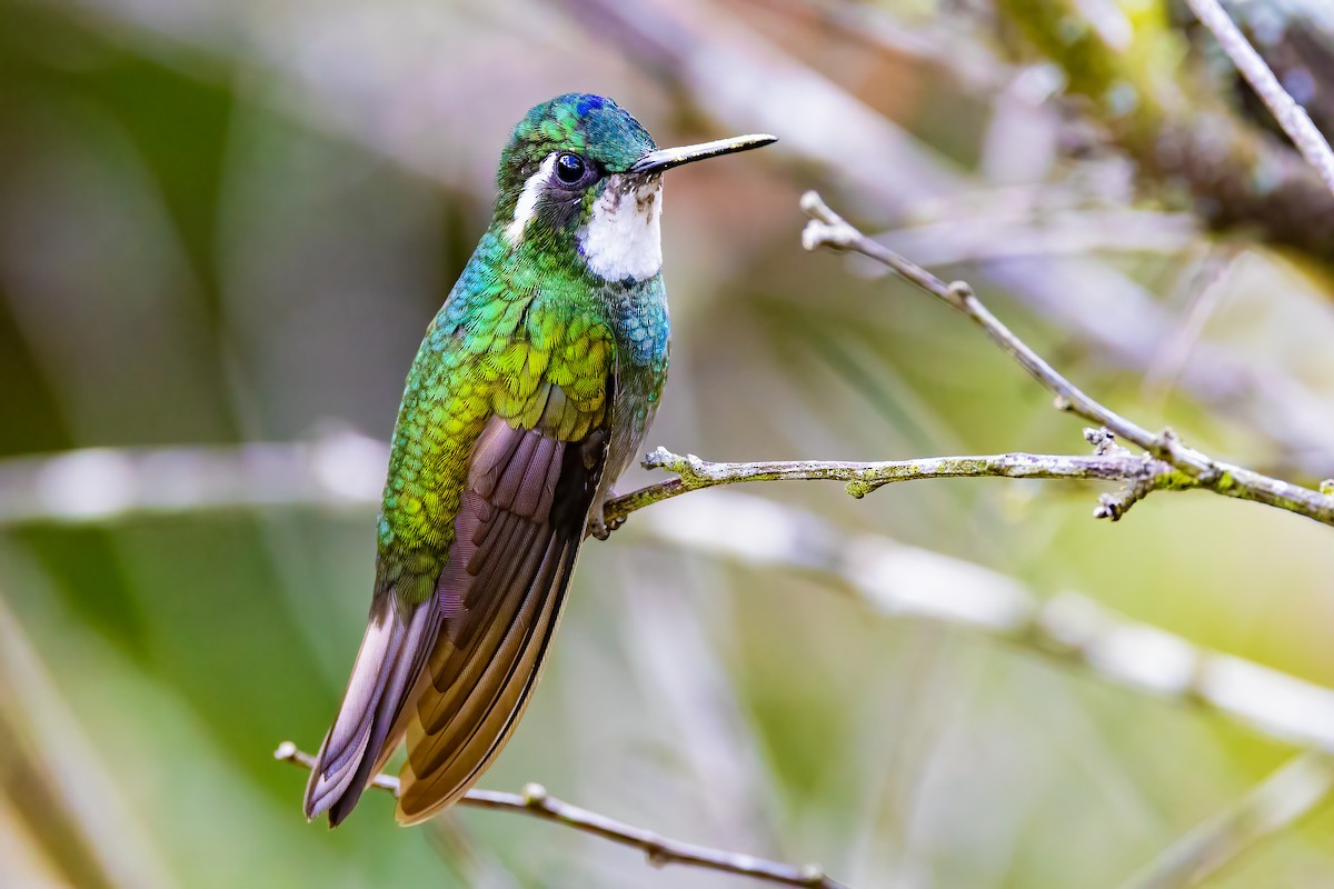 White-throated Mountain-gem (Gray-tailed) - Chris S. Wood