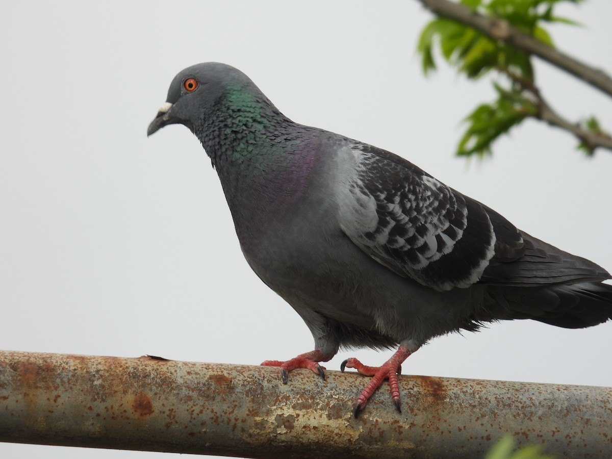 Rock Pigeon (Feral Pigeon) - ML617606801