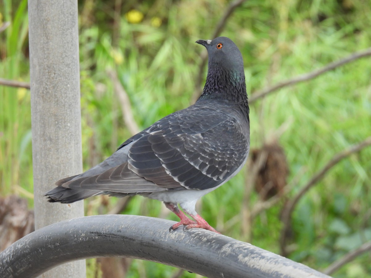 Rock Pigeon (Feral Pigeon) - ML617606802