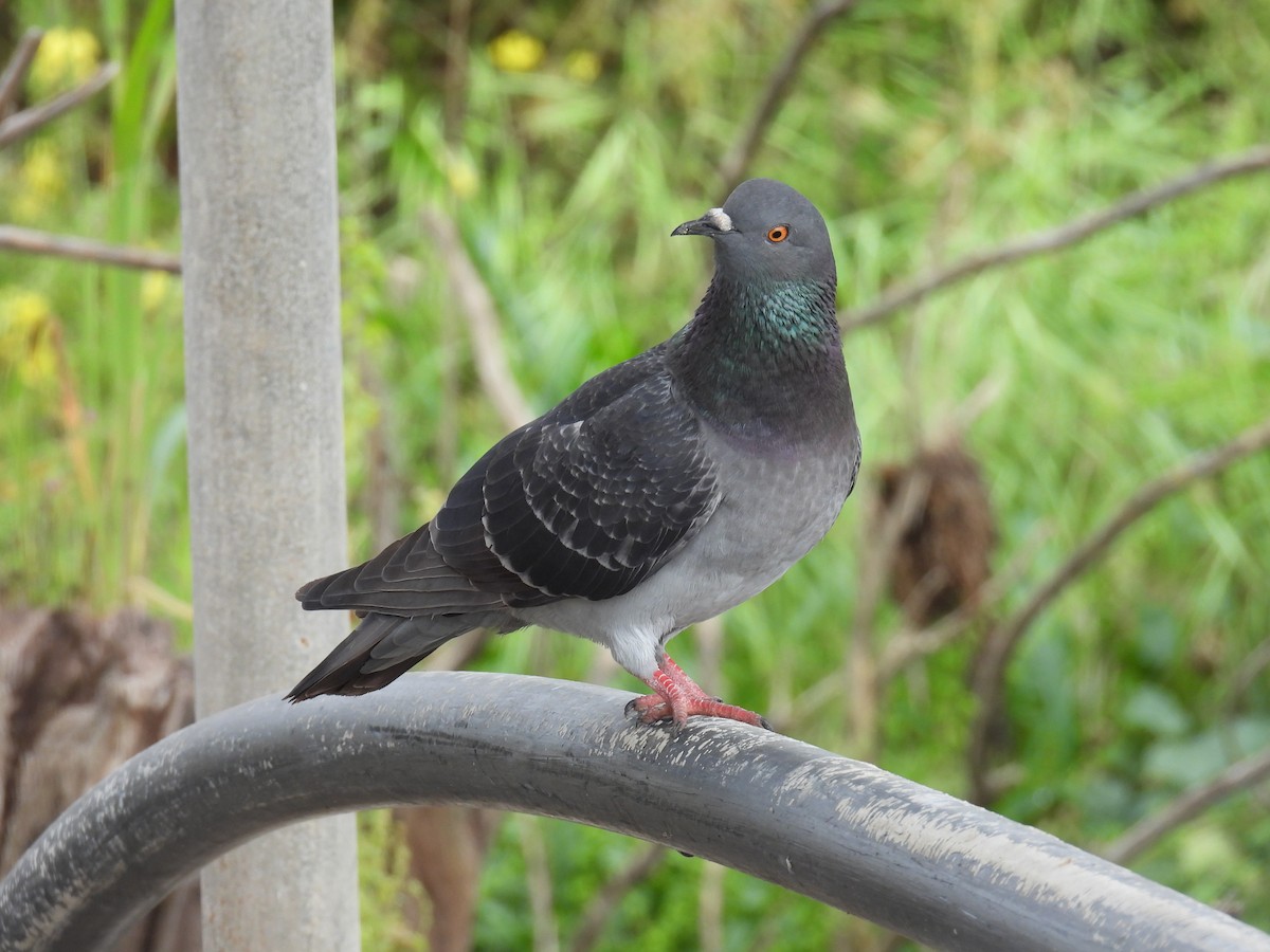 Rock Pigeon (Feral Pigeon) - ML617606803