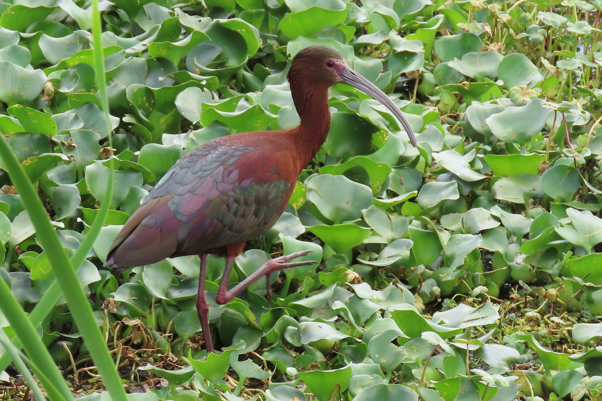 White-faced Ibis - Becky Marvil