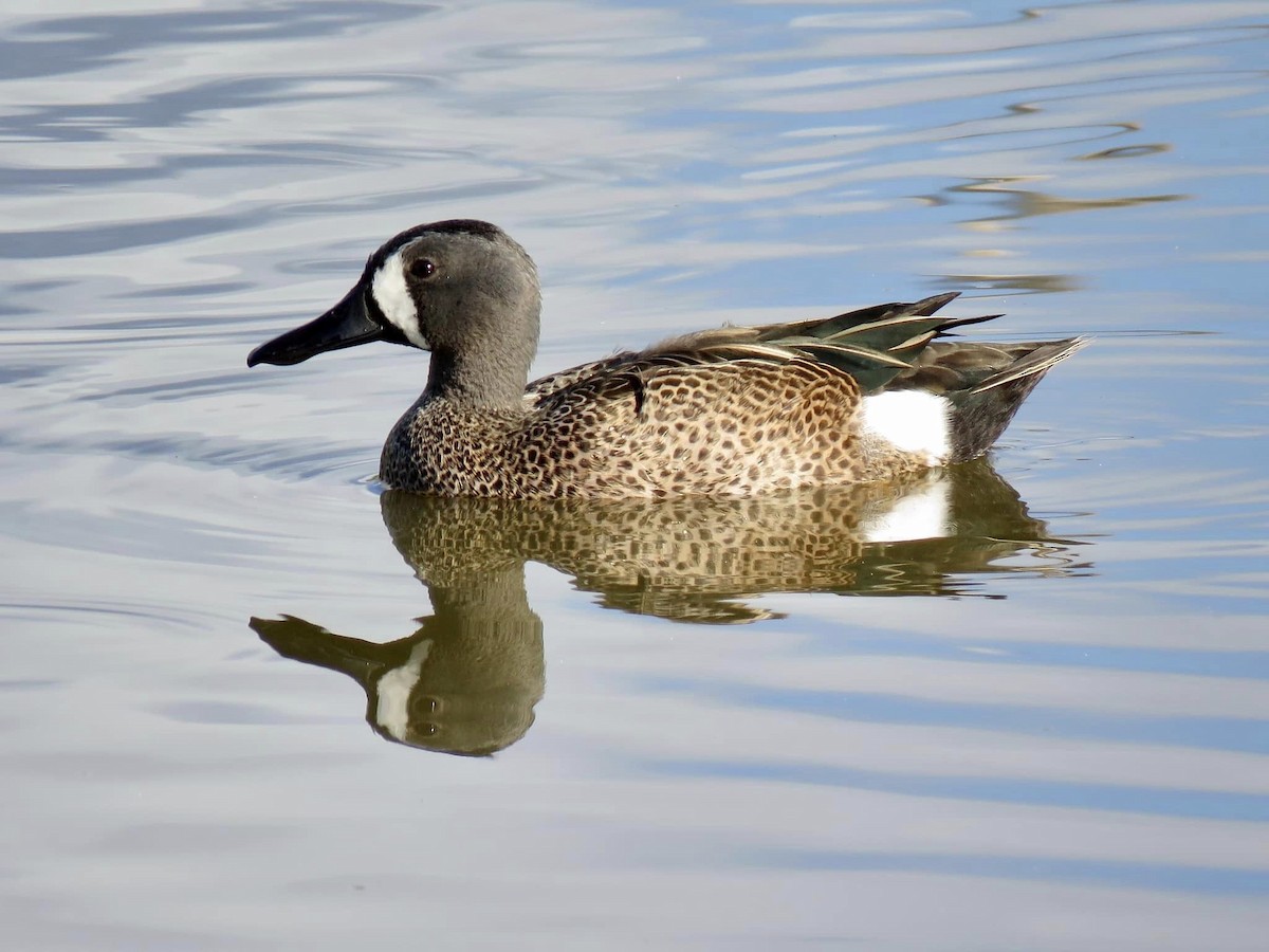 Blue-winged Teal - ML617606964