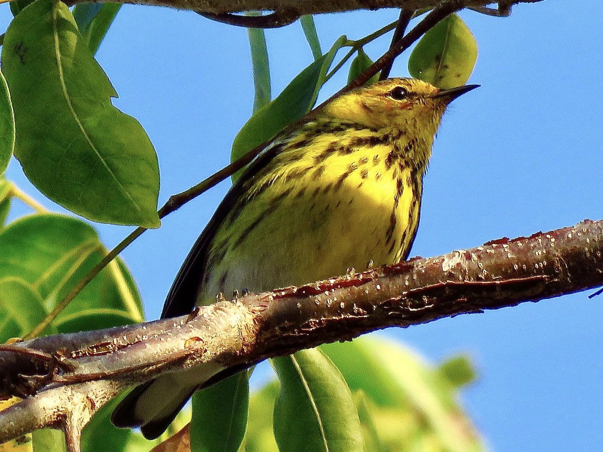 Cape May Warbler - ML617607002