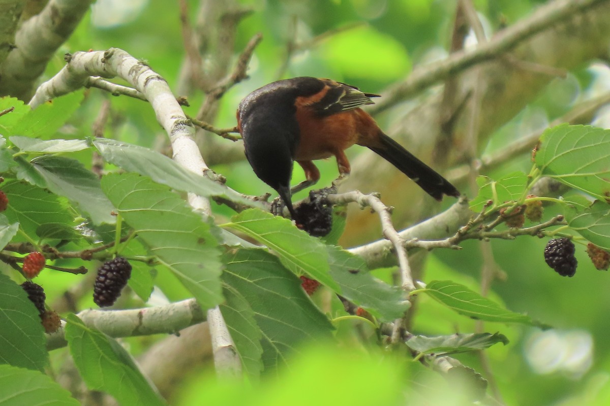 Orchard Oriole - ML617607061