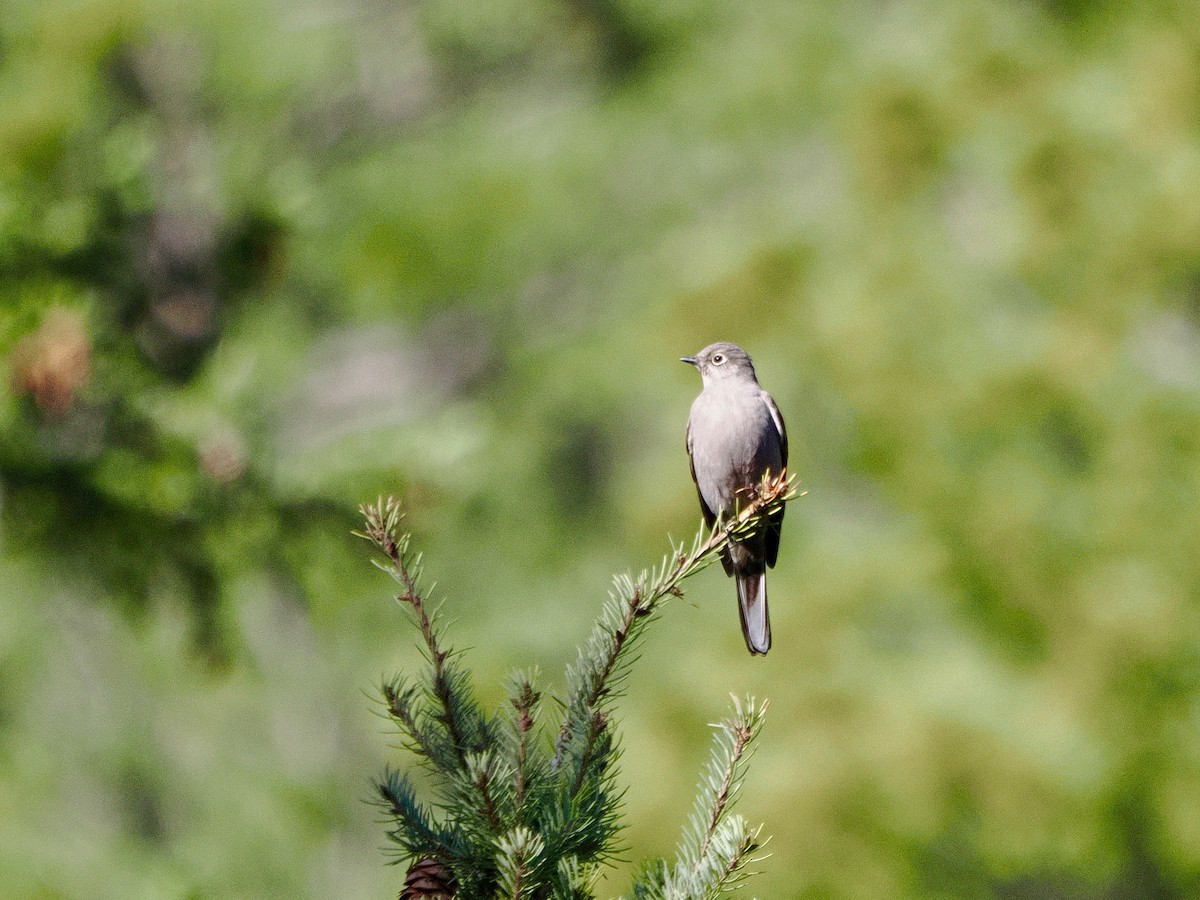 Townsend's Solitaire - ML617607125
