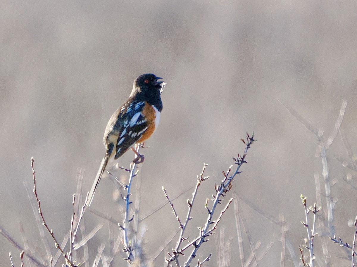 Spotted Towhee (maculatus Group) - ML617607149