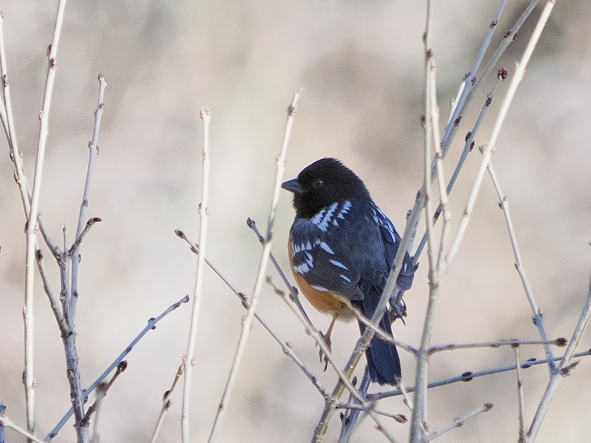 Spotted Towhee (maculatus Group) - ML617607150