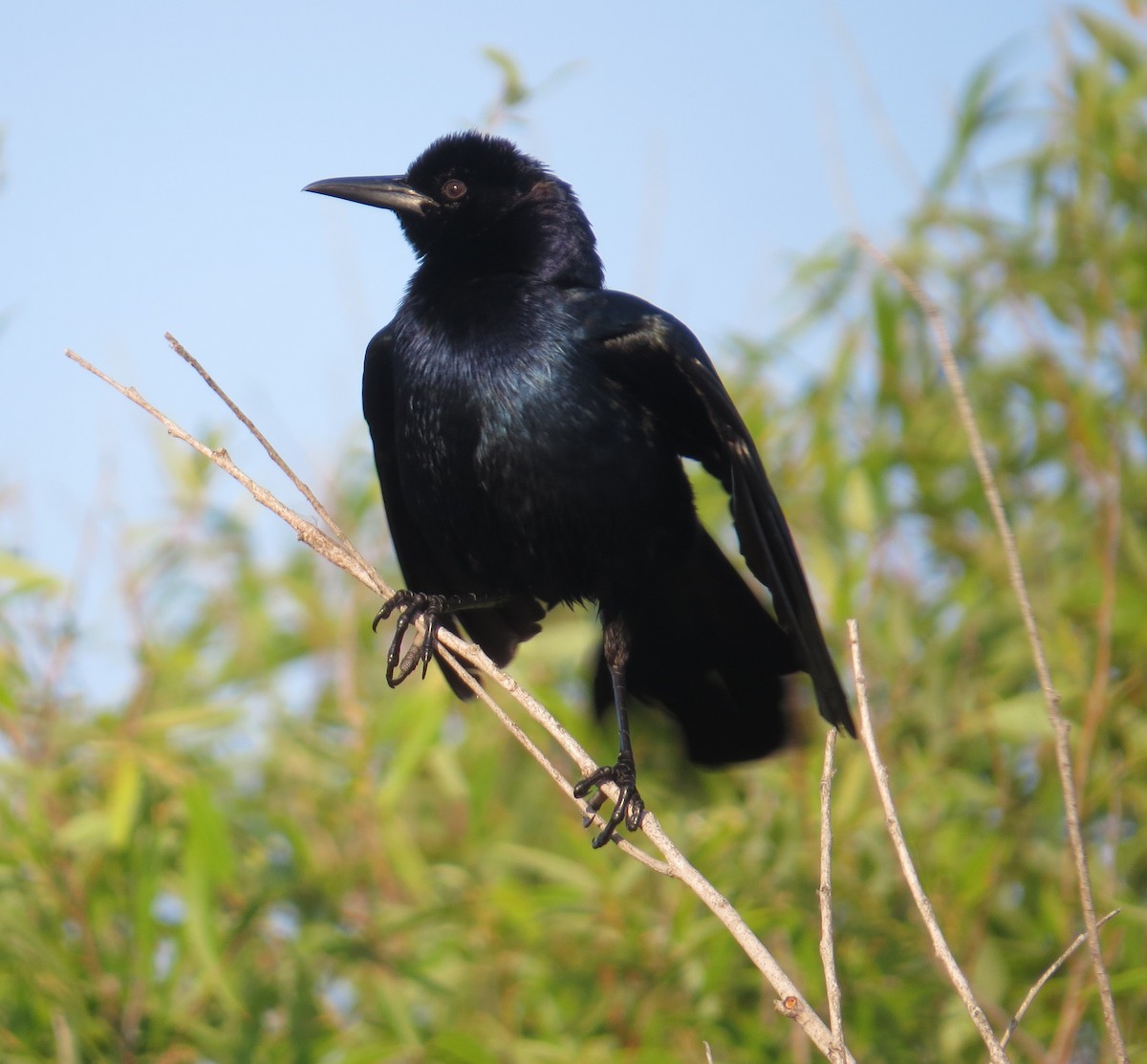 Boat-tailed Grackle - ML617607152