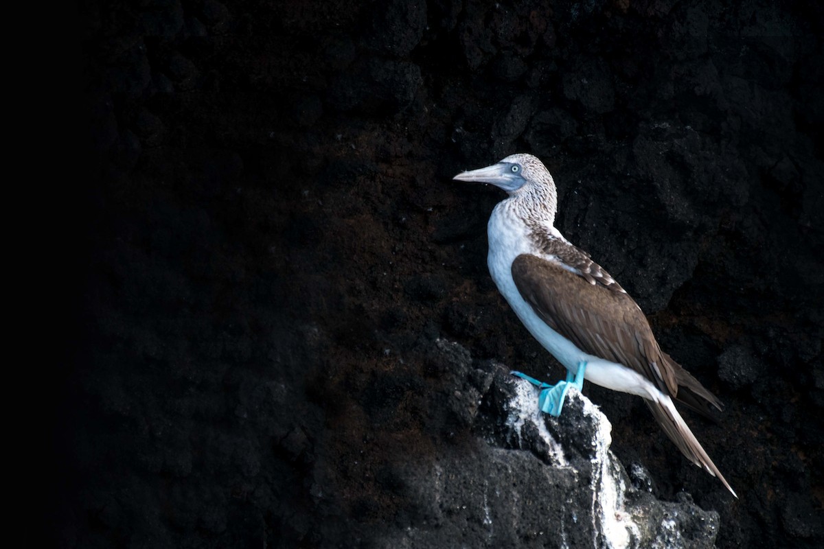 Blue-footed Booby - ML617607186
