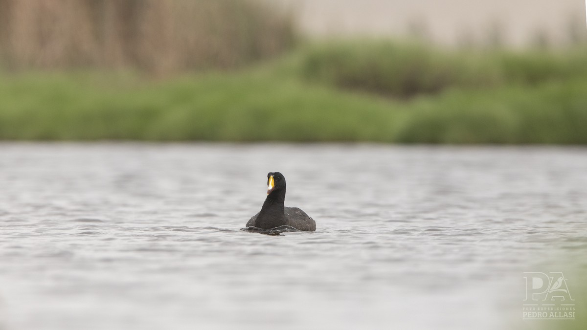 Giant Coot - ML617607195