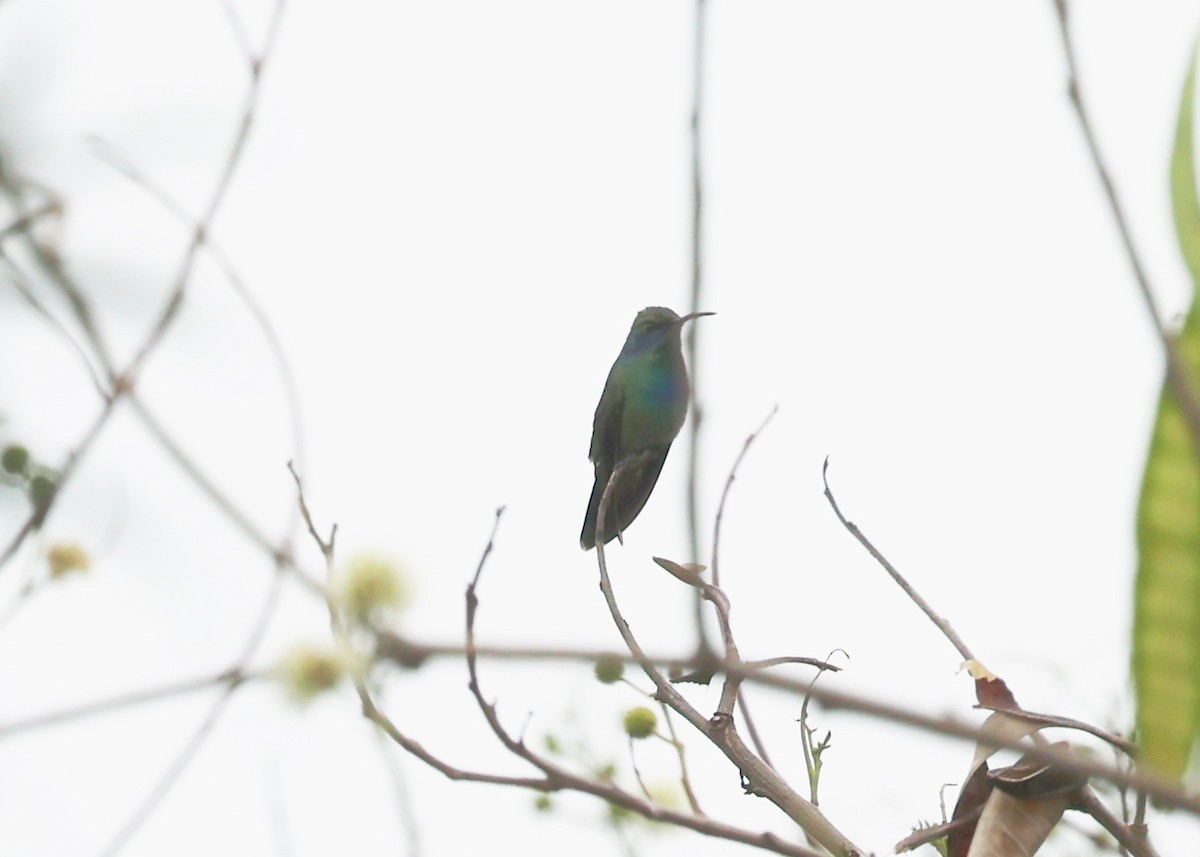 kolibřík zelený - ML617607244