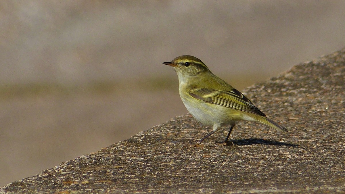 Yellow-browed Warbler - ML617607246