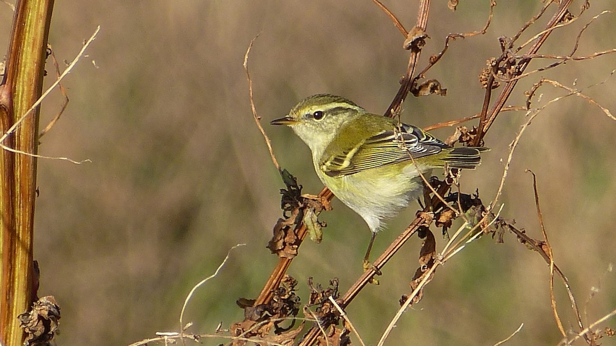 Yellow-browed Warbler - ML617607247