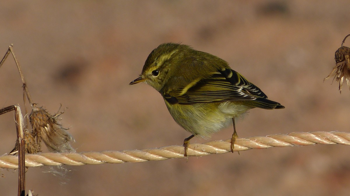 Yellow-browed Warbler - ML617607248