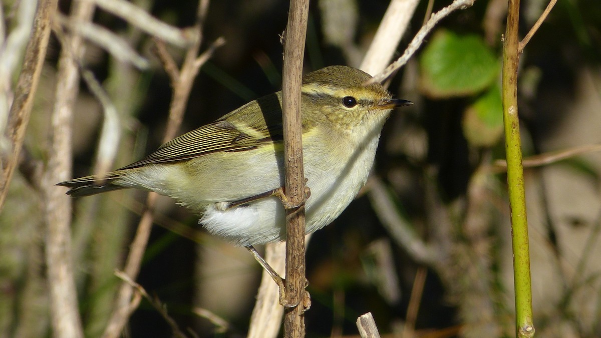 Yellow-browed Warbler - ML617607249
