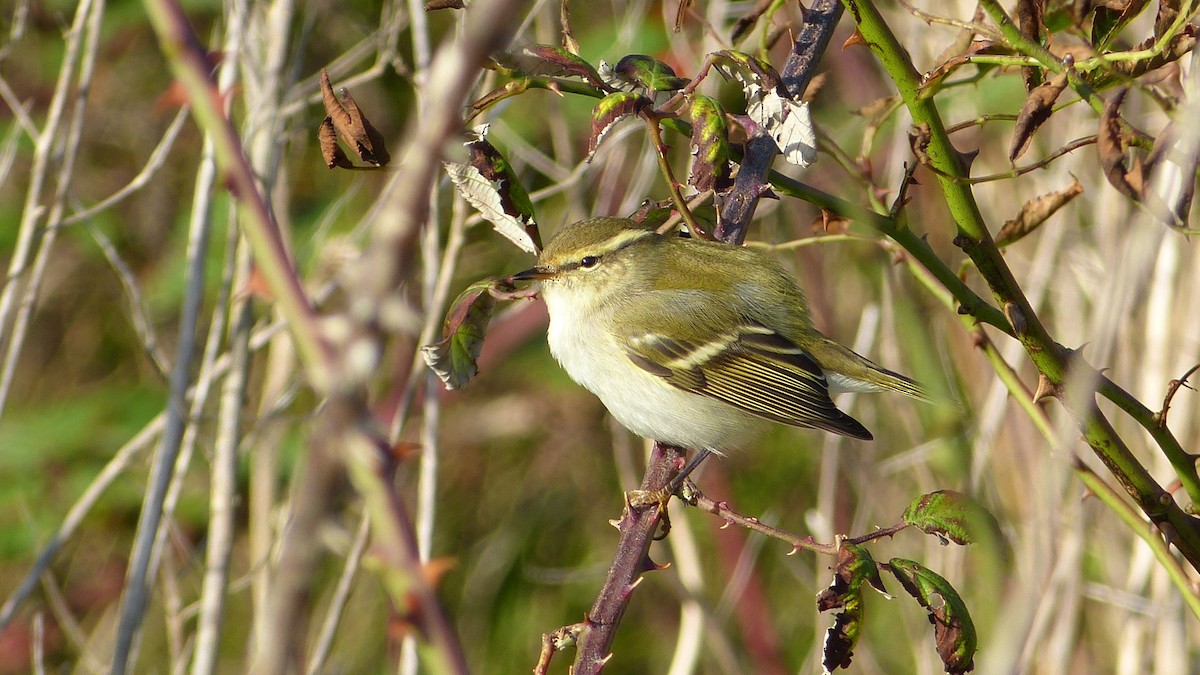 Yellow-browed Warbler - ML617607250