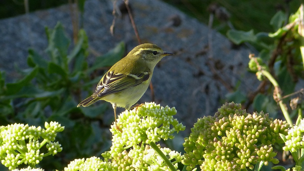 Yellow-browed Warbler - ML617607252
