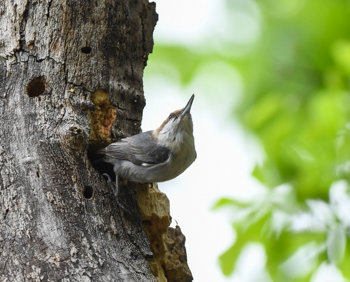 Brown-headed Nuthatch - ML617607303