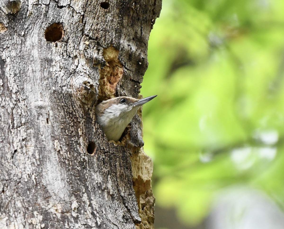 Brown-headed Nuthatch - ML617607305