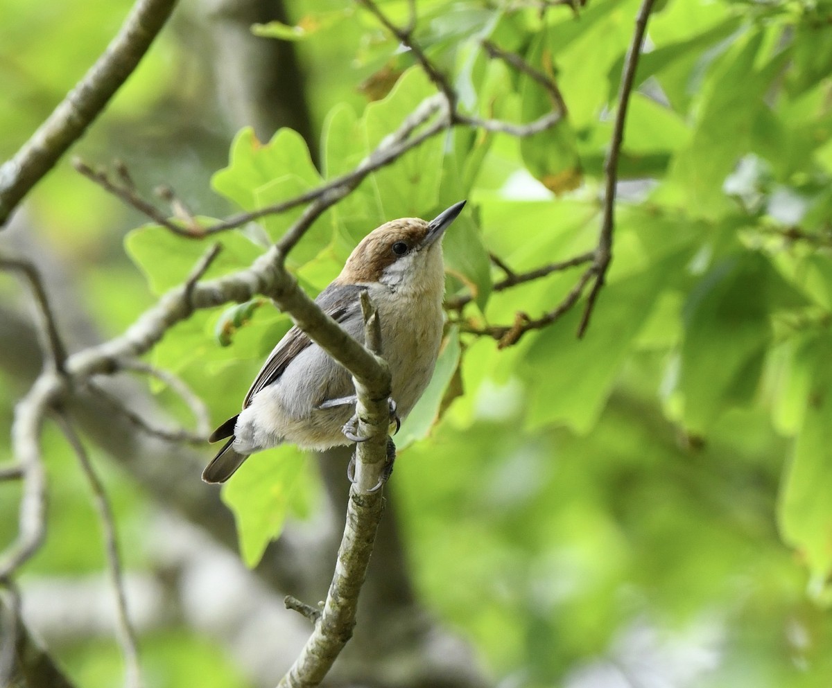 Brown-headed Nuthatch - ML617607310