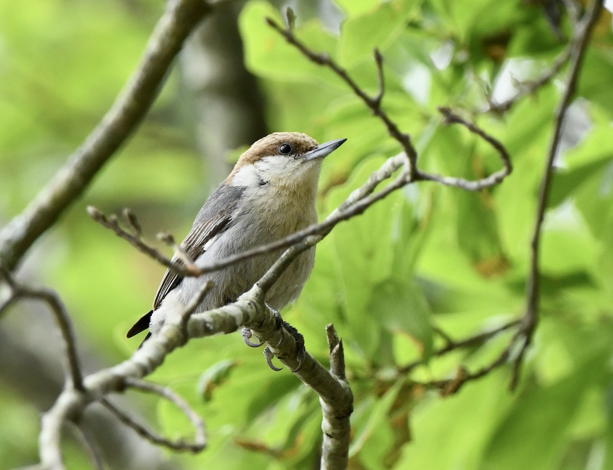 Brown-headed Nuthatch - ML617607313
