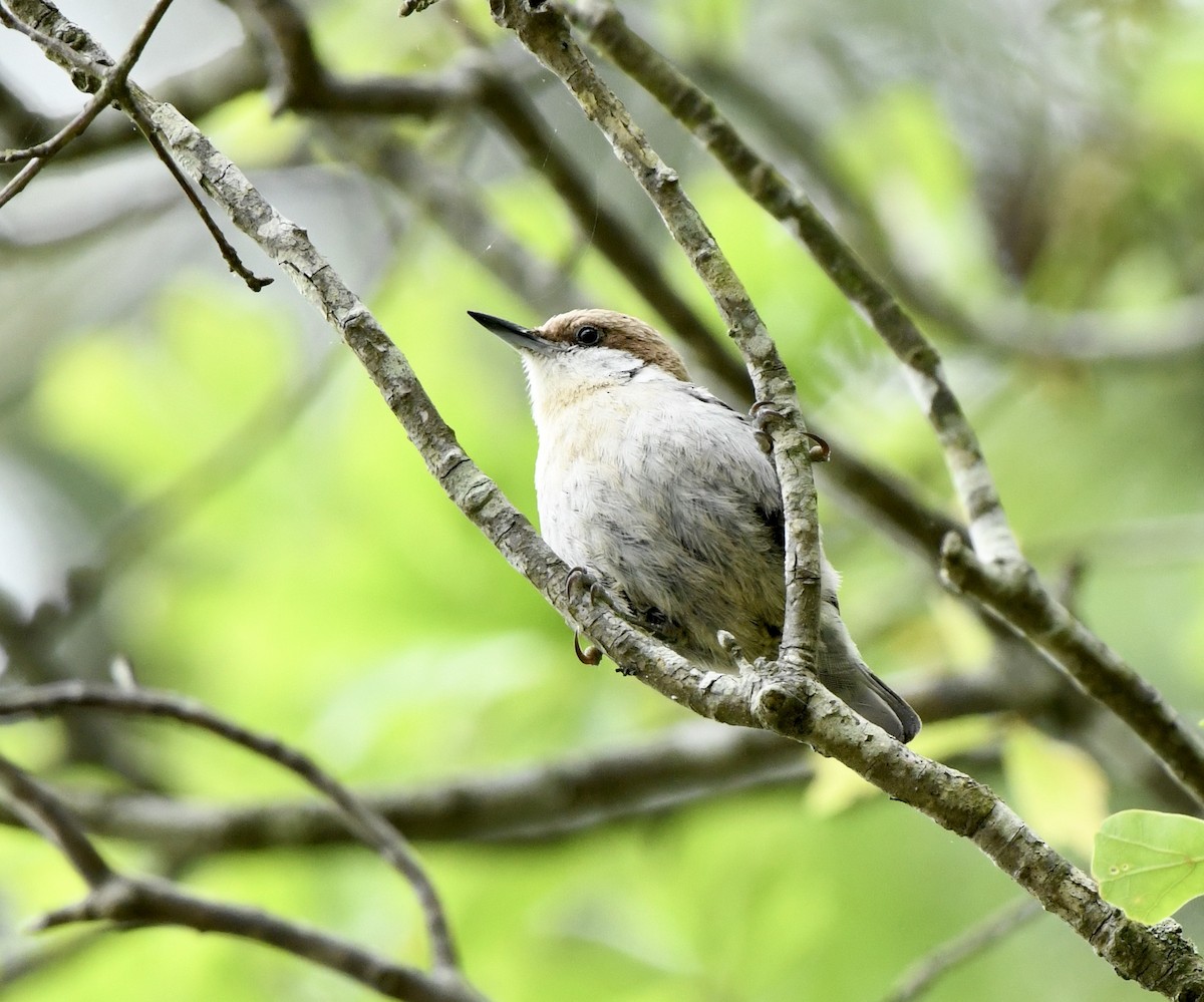 Brown-headed Nuthatch - ML617607315
