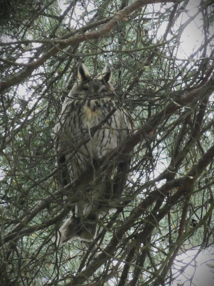 Long-eared Owl - ML617607350