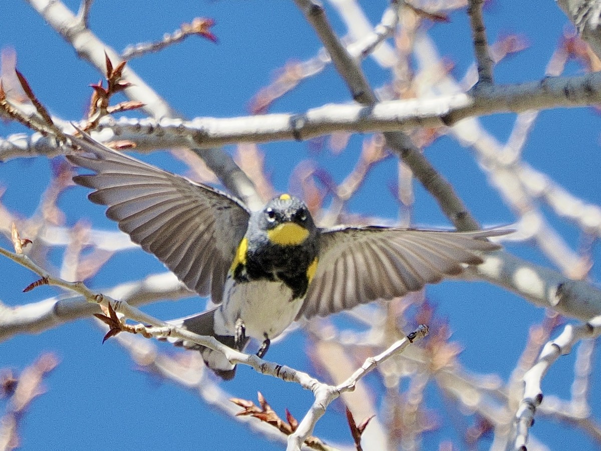 Yellow-rumped Warbler (Audubon's) - ML617607371
