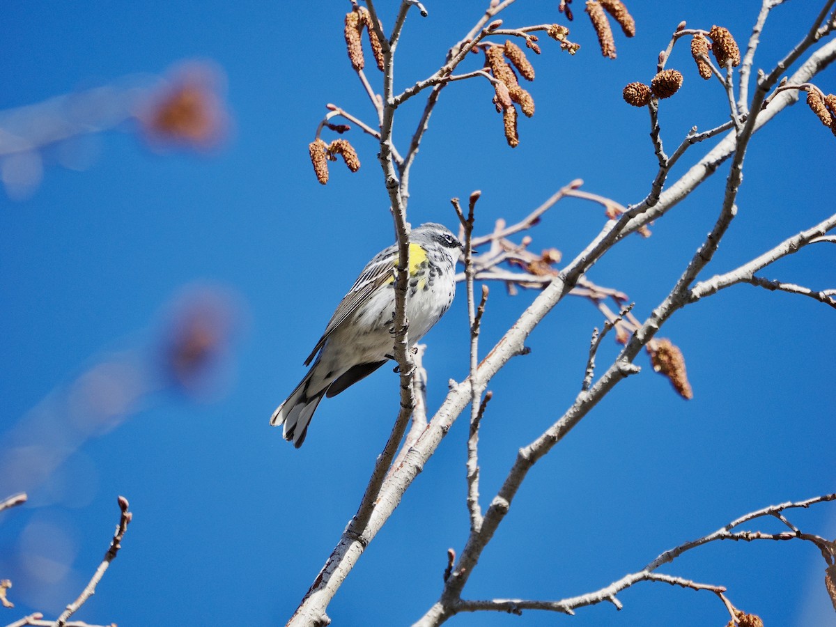 Yellow-rumped Warbler (Myrtle) - ML617607375
