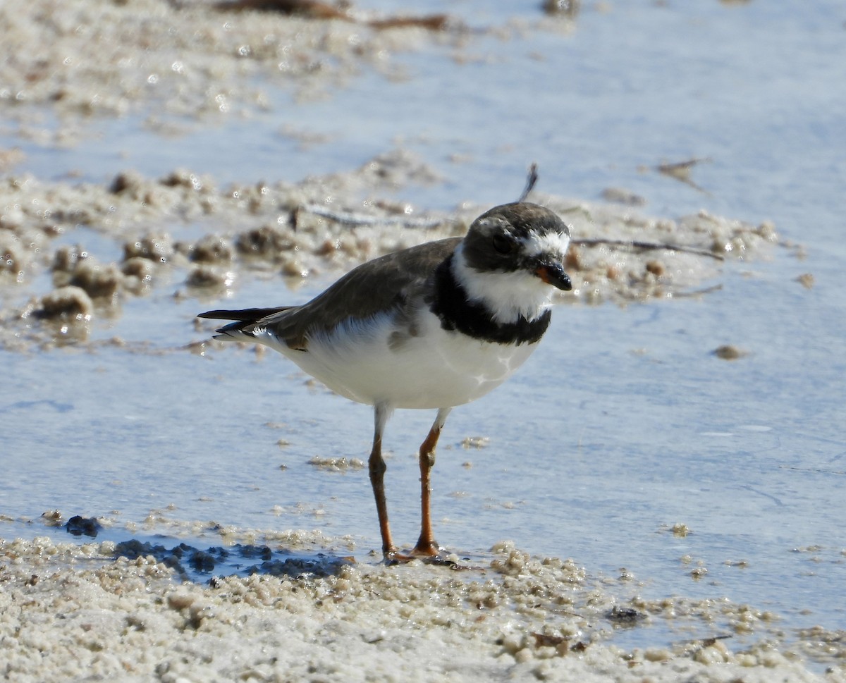 Semipalmated Plover - ML617607408