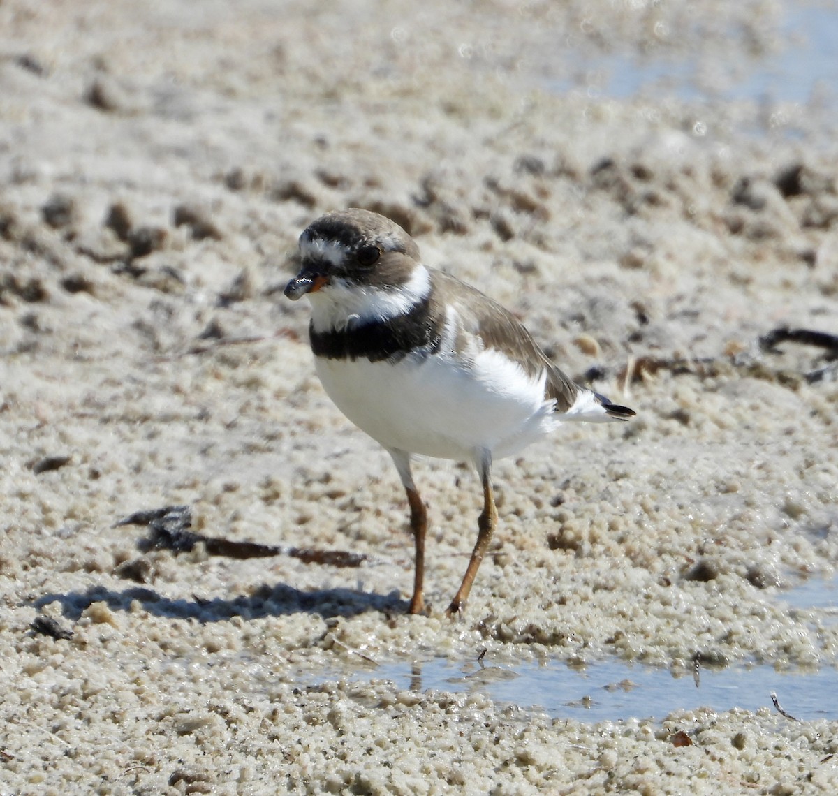 Semipalmated Plover - ML617607409