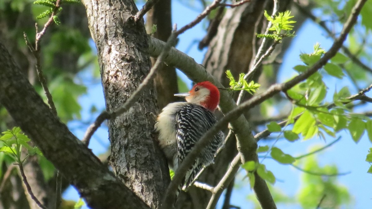 Red-bellied Woodpecker - ML617607410