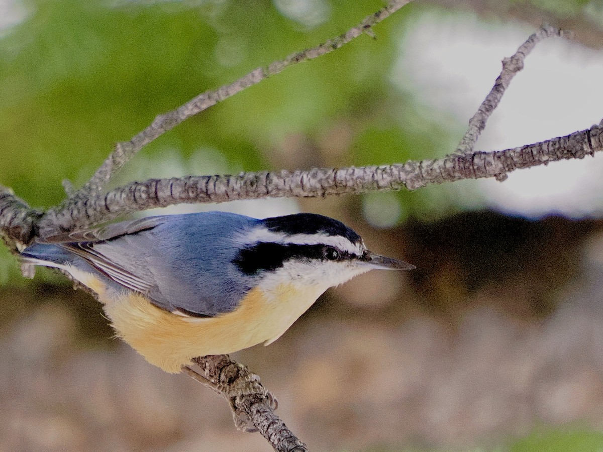Red-breasted Nuthatch - ML617607434