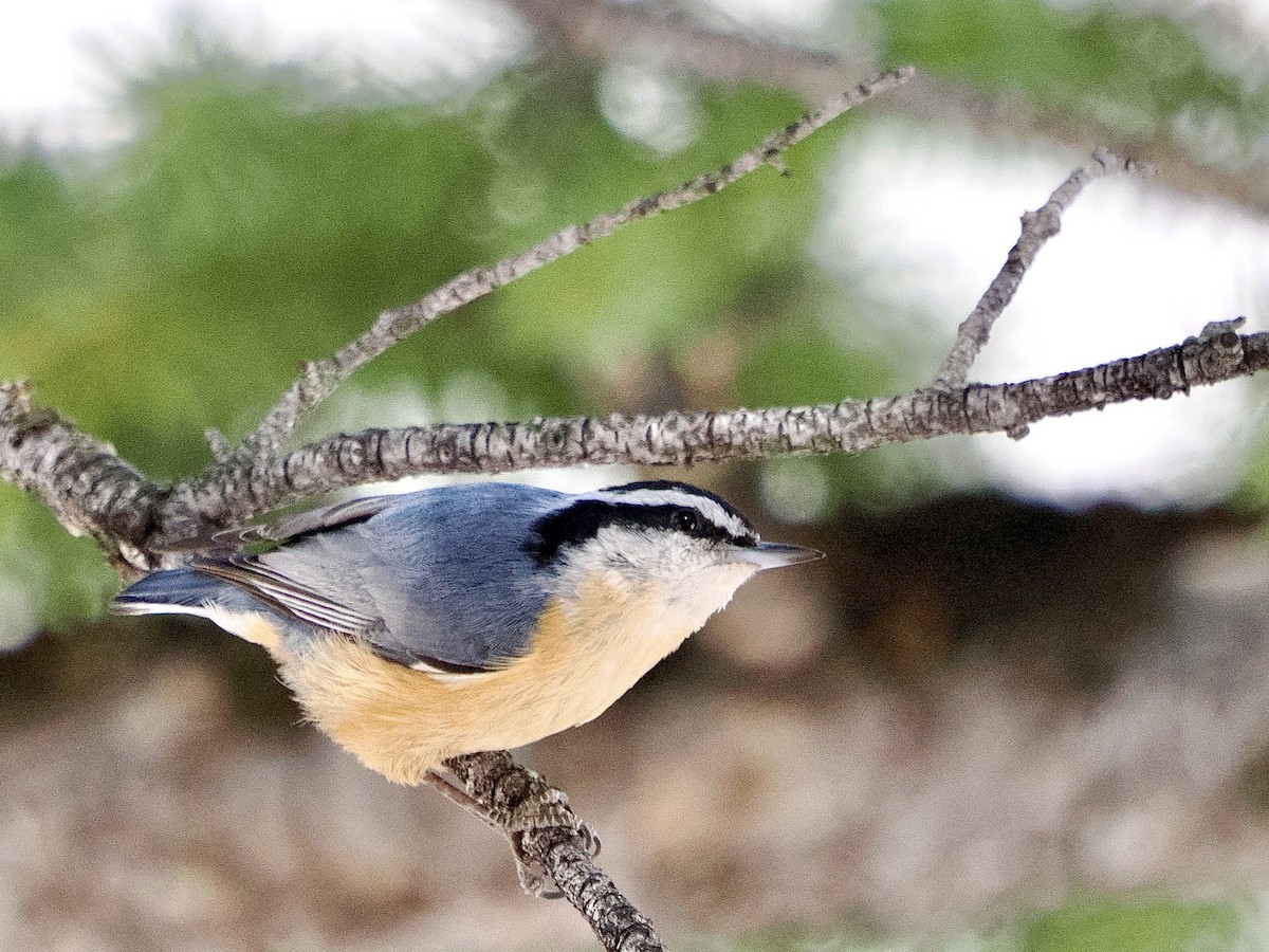 Red-breasted Nuthatch - ML617607435