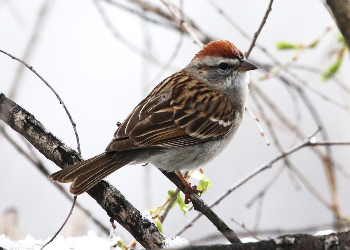 Chipping Sparrow - David Leatherman