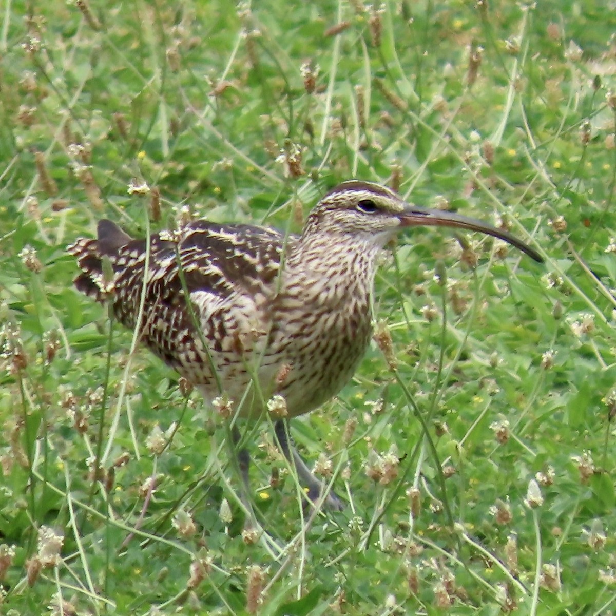 Bristle-thighed Curlew - ML617607471
