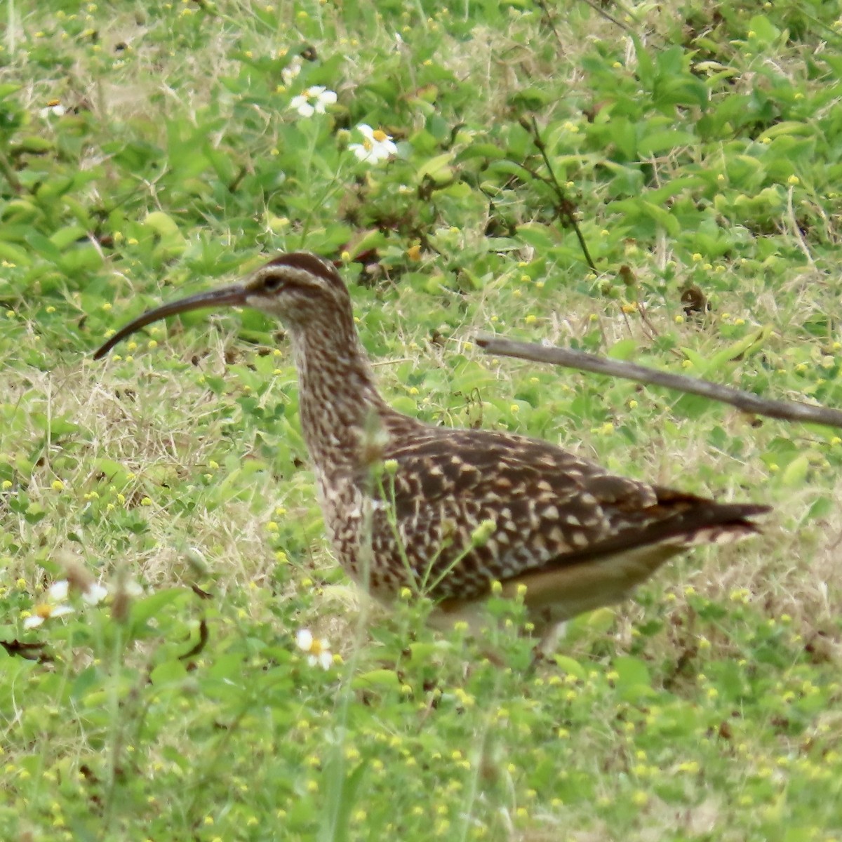 Bristle-thighed Curlew - ML617607472